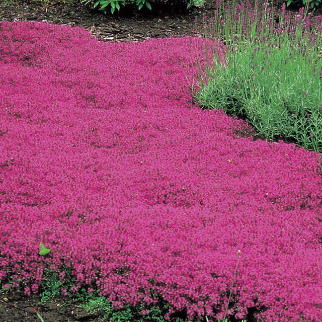 Thymus Red Creeping 4.5" Pot