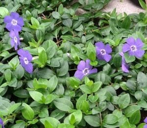 Vinca Bowles 4.5" Pot