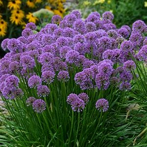 allium-millenium-4-5