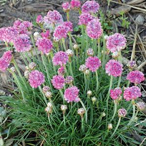 armeria-splendens-thrift-pink-4-5