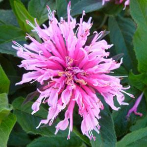 Monarda (Bee Balm) Balmy Pink 4.5"