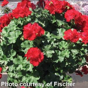 geranium-calliope-dark-red-14-western-pulp-hb
