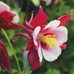 aquilegia-columbine-early-bird-red-white-4-5