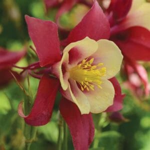 aquilegia-columbine-early-bird-red-yellow-4-5