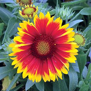 gaillardia-arizona-sun-4-5