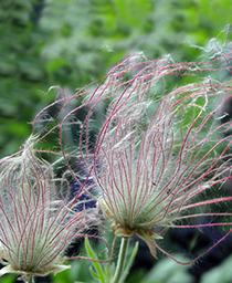 geum-prairie-smoke-4-5