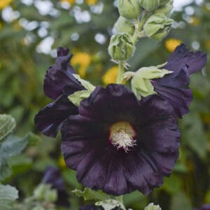 Hollyhock Spotlight Black Night 4.5" - Image 2