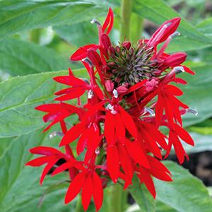 lobelia-cardinalis-green-native-4-5