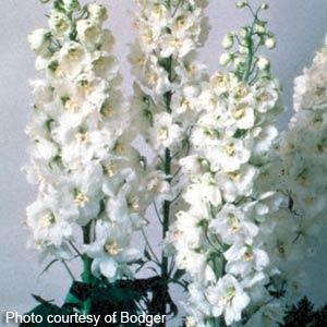 delphinium-magic-fountain-pure-white-4-5