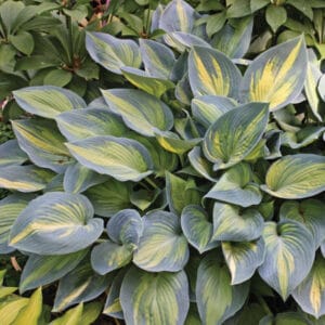 Hosta June #1