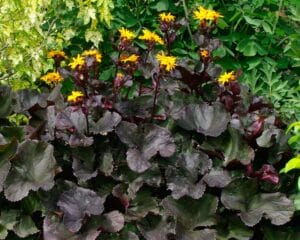 Ligularia Midnight Lady 4.5"