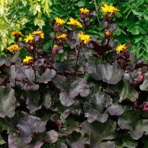 ligularia-midnight-lady-4-5