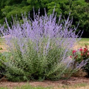 perovaksia-russian-sage-1