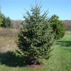 black-hills-spruce-tree-2trade