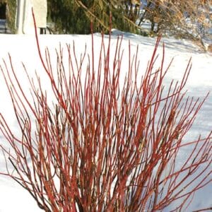 Cornus Dogwood Arctic Fire #1