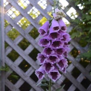 digitalis-foxglove-sugar-plum-4-5