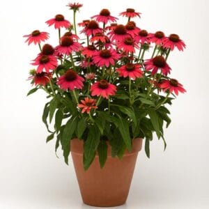 Echinacea (Cone Folower) Baja Burgundy 4.5" - Image 2