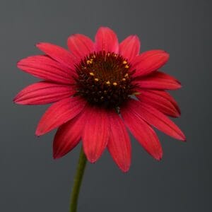 echinacea-cone-folower-baja-burgundy-4-5