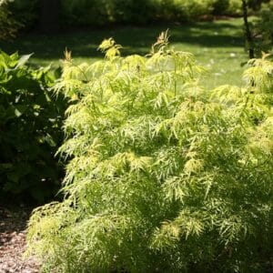 Sambucus Lemony Lace #1PW