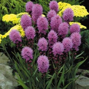 Liatris Kobold Blue 4.5"