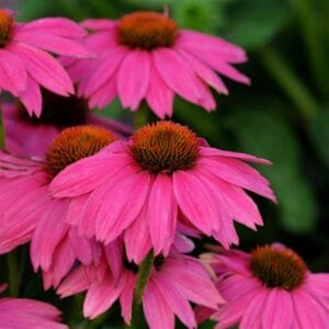 echinacea-coneflower-pow-wow-wild-berry-4-5