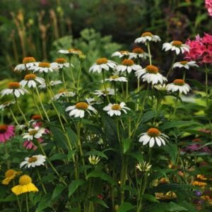 Echinacea (Coneflower) Pow Wow White 4.5"