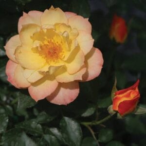 Rose Oso Easy Italian Ice #2PW - Image 2