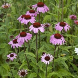 echinacea-coneflower-purpurea-purple-native-4-5