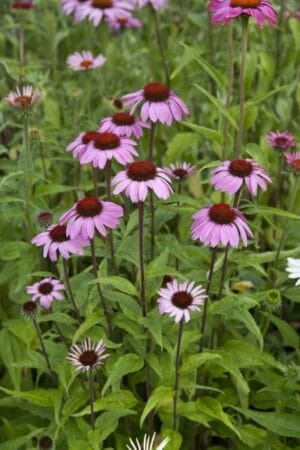 Echinacea (Coneflower) Purpurea Purple Native 4.5"