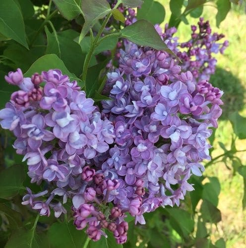 Syringa Lilac Scentara Double Blue 1QT