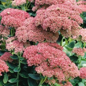 Sedum Autumn Joy 4.5"