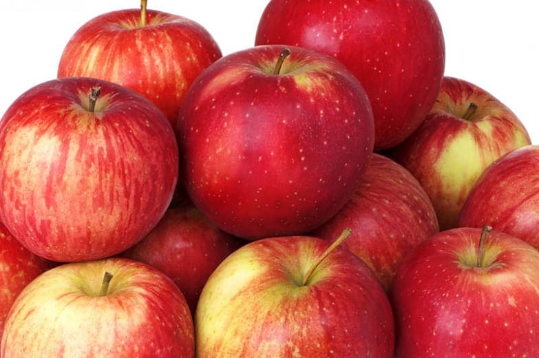 Apple Tree Haralson #7