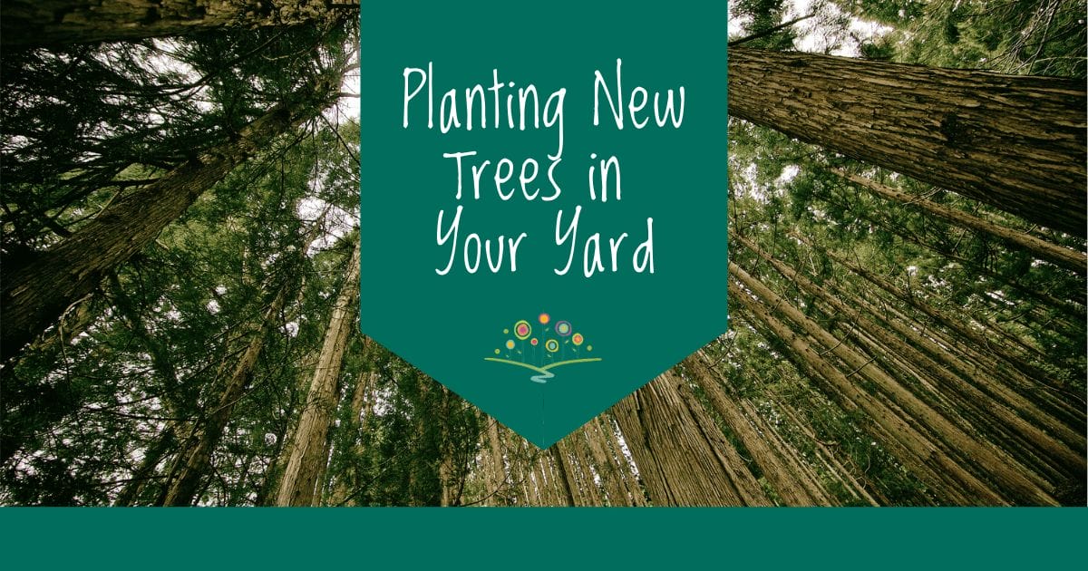 Planting-New-Trees-in-Your-Yard_blog