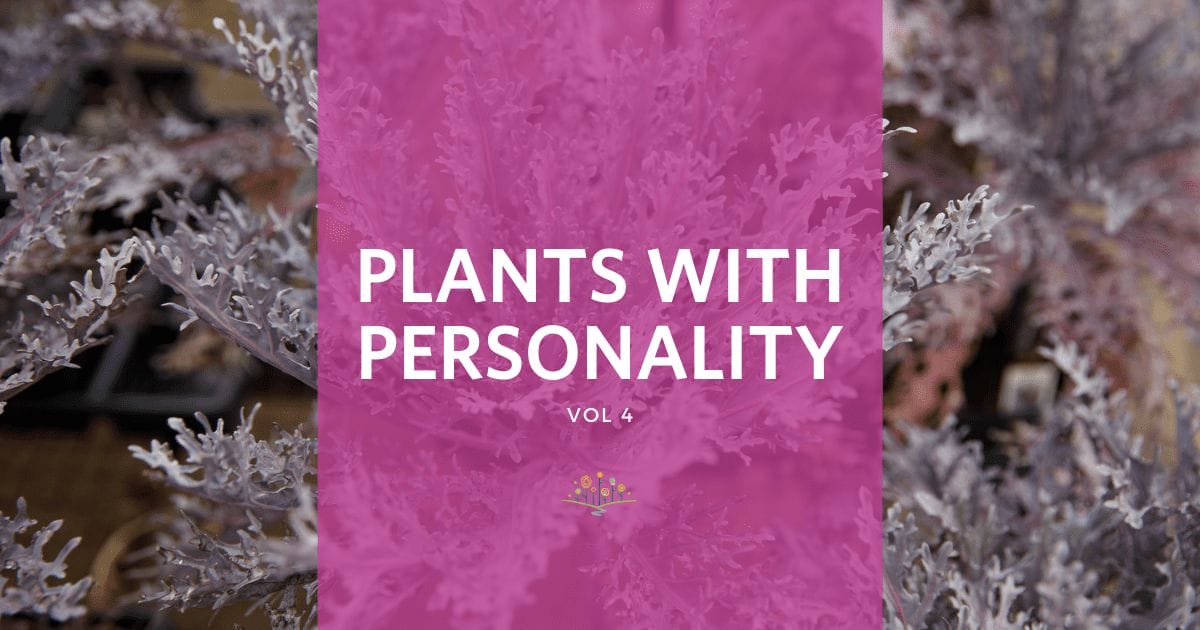 Plants with Personality Vol 4