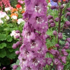 delphinium-magic-fount-lilac-pink-white-bee-4-5