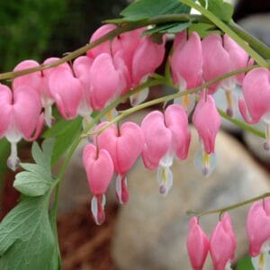 dicentra-old-fashion-bleeding-heart-1