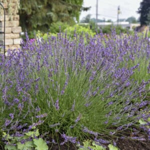 Herb Lavender Phenomenal 4.5" Pot