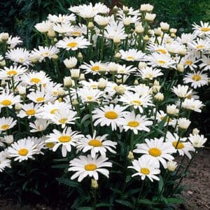 leucanthemum-shasta-daisy-alaska-1