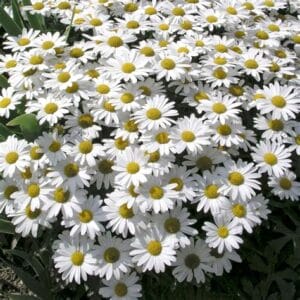 leucanthemum-shasta-daisy-snow-lady-1