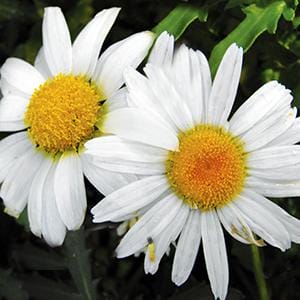 leucanthemum-white-breeze-1