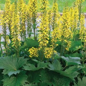 ligularia-little-rocket-1