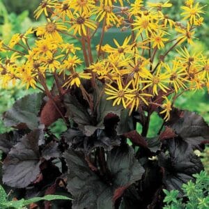 ligularia-midnight-lady-1