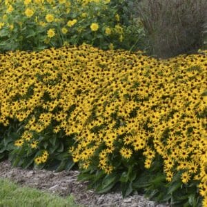 Rudbeckia Little Gold Star 4".5" Pot