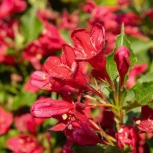 weigela-red-prince-2