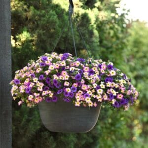 Hanging Basket Class