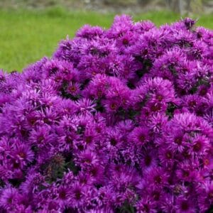 aster-pink-crush-4-5-pot