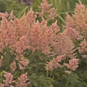 astilbe-peach-blossom-1