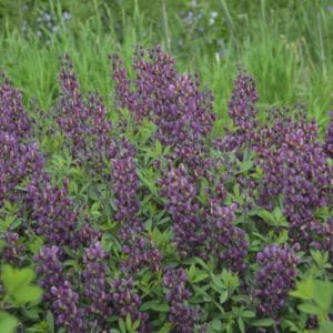 Baptisia Burgundy Blast #2