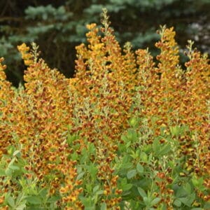 baptisia-honey-roasted-1