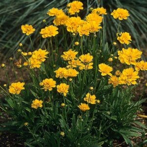 Coreopsis Early Sunrise #1